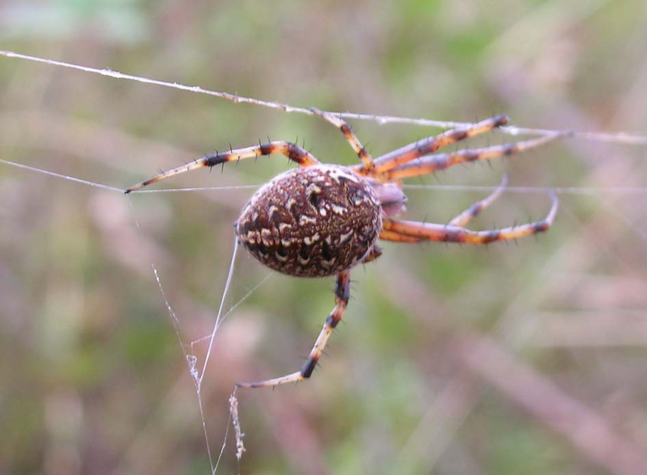 Neoscona byzanthina
